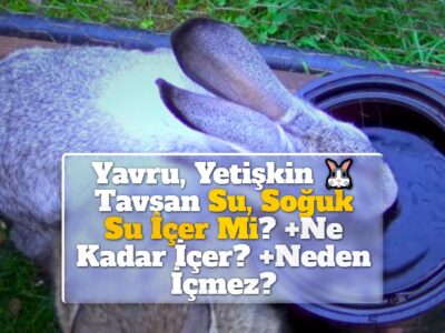 Yavru, Yetişkin Tavşan Su, Soğuk Su İçer Mi? +Ne Kadar İçer? +Neden İçmez?