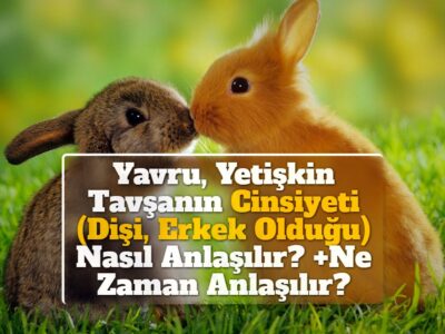 Yavru, Yetişkin Tavşanın Cinsiyeti (Dişi, Erkek Olduğu) Nasıl Anlaşılır? +Ne Zaman Anlaşılır?