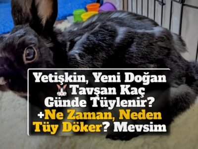 Yetişkin, Yeni Doğan Tavşan Kaç Günde Tüylenir? +Ne Zaman, Neden Tüy Döker? Mevsim