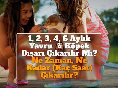 1, 2, 3, 4, 6 Aylık Yavru Köpek Dışarı Çıkarılır Mı? Ne Zaman, Ne Kadar (Kaç Saat) Çıkarılır?