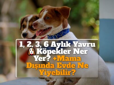 1, 2, 3, 6 Aylık Yavru Köpekler Ner Yer? +Mama Dışında Evde Ne Yiyebilir?