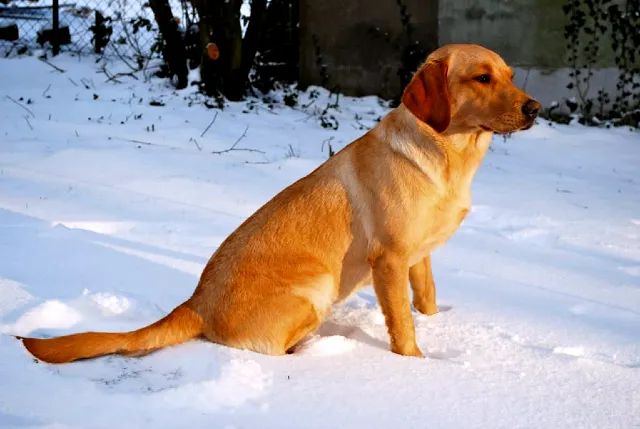 1, 2, 3, 6 Aylık Yavru Köpekler Ner Yer? +Mama Dışında Evde Ne Yiyebilir?