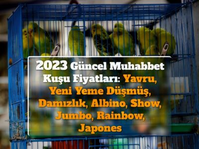 2023 Güncel Muhabbet Kuşu Fiyatları: Yavru, Yeni Yeme Düşmüş, Damızlık, Albino, Show, Jumbo, Rainbow, Japones