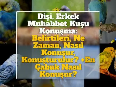 Dişi, Erkek Muhabbet Kuşu Konuşma: Belirtileri, Ne Zaman, Nasıl Konuşur, Konuşturulur? +En Çabuk Nasıl Konuşur?, Ne Yapar, Nasıl Anlaşılır?