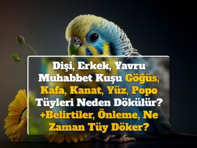 Dişi, Erkek, Yavru Muhabbet Kuşu Göğüs, Kafa, Kanat, Yüz, Popo Tüyleri Neden Dökülür? +Belirtiler, Önleme, Ne Zaman Tüy Döker?