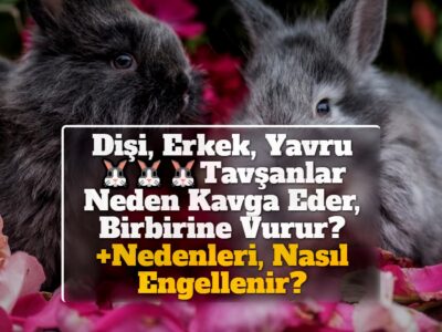 Dişi, Erkek, Yavru Tavşanlar Neden Kavga Eder, Birbirine Vurur? +Nedenleri, Nasıl Engellenir?