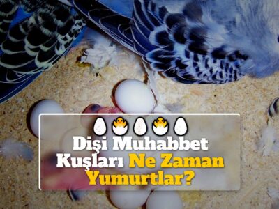 Dişi Muhabbet Kuşları Ne Zaman Yumurtlar?