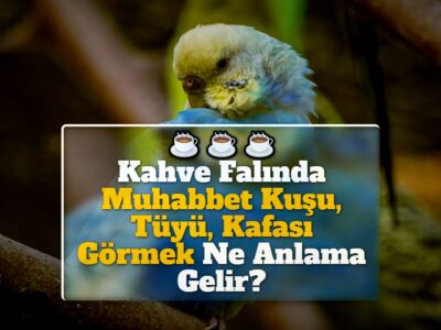 Kahve Falında Muhabbet Kuşu, Tüyü, Kafası Görmek Ne Anlama Gelir?