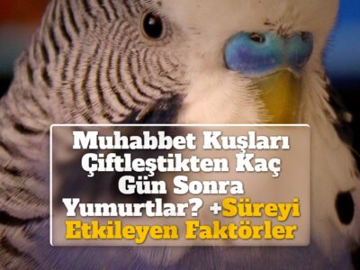 Muhabbet Kuşları Çiftleştikten Kaç Gün Sonra Yumurtlar? +Süreyi Etkileyen Faktörler