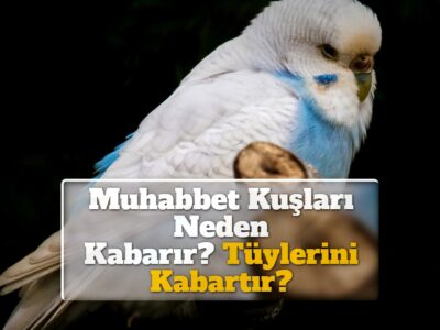 Muhabbet Kuşları Neden Kabarır? Tüylerini Kabartır?