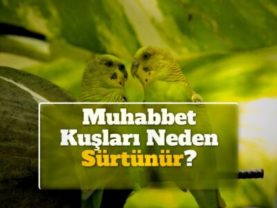 Muhabbet Kuşları Neden Sürtünür?