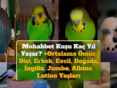 Muhabbet Kuşu Kaç Yıl Yaşar? +Ortalama Ömür, Dişi, Erkek, Evcil, Doğada, İngiliz, Jumbo, Albino, Lutino Yaşları