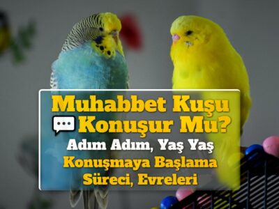 Muhabbet Kuşu Konuşur Mu? Adım Adım, Yaş Yaş Konuşmaya Başlama Süreci, Evreleri