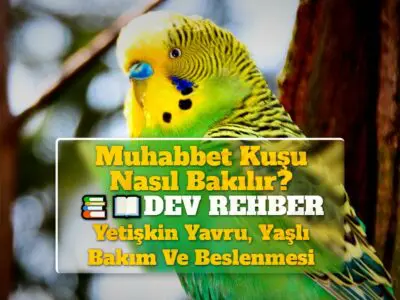 Muhabbet Kuşu Nasıl Bakılır? DEV REHBER: Yetişkin Yavru, Yaşlı Bakım Ve Beslenmesi