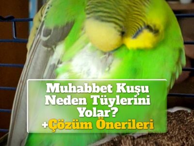 Muhabbet Kuşu Neden Tüylerini Yolar? +Çözüm Önerileri