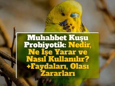 Muhabbet Kuşu Probiyotik: Nedir, Ne İşe Yarar ve Nasıl Kullanılır? +Faydaları, Olası Zararları