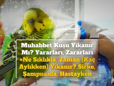 Muhabbet Kuşu Yıkanır Mı? Yararları, Zararları +Ne Sıklıkla, Zaman (Kaç Aylıkken) Yıkanır? Sirke, Şampuanla, Hastayken