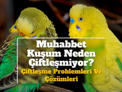 Muhabbet Kuşum Neden Çiftleşmiyor? Çiftleşme Problemleri Ve Çözümleri