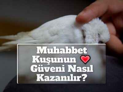 Muhabbet Kuşunun Güveni Nasıl Kazanılır? 12 Adımda Güven Kazanın!