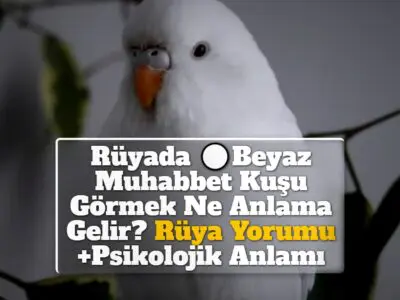 Rüyada Beyaz Muhabbet Kuşu Görmek Ne Anlama Gelir? Rüya Yorumu +Psikolojik Anlamı