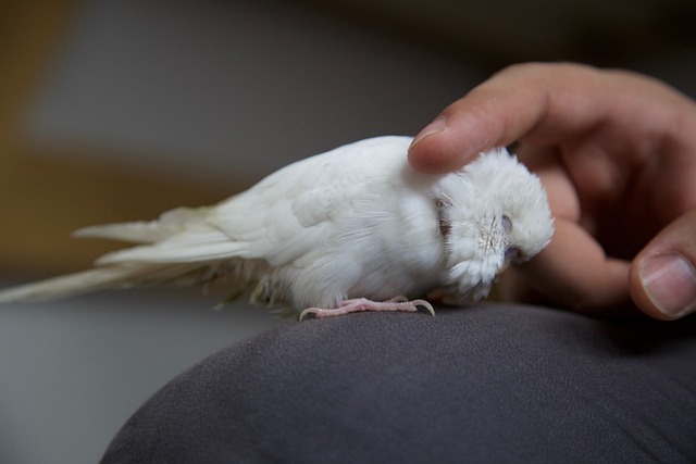 Rüyada Beyaz Muhabbet Kuşu Görmek Ne Anlama Gelir? Rüya Yorumu +Psikolojik Anlamı