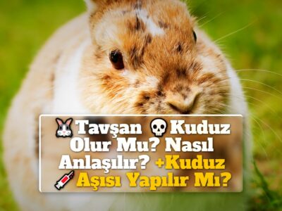 Tavşan Kuduz Olur Mu? Nasıl Anlaşılır? +Kuduz Aşısı Yapılır Mı?