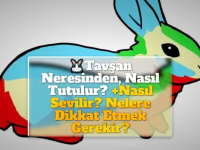 Tavşan Neresinden, Nasıl Tutulur? +Nasıl Sevilir? Nelere Dikkat Etmek Gerekir?