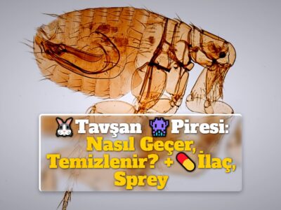 Tavşan Piresi: Nasıl Geçer, Temizlenir? +İlaç, Sprey