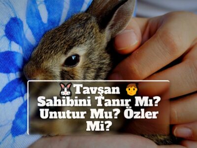 Tavşan Sahibini Tanır Mı? Unutur Mu? Özler Mi?