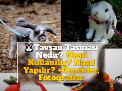 Tavşan Tasması Nedir? Nasıl Kullanılır? Nasıl Yapılır? +Örnekler, Fotoğraflar