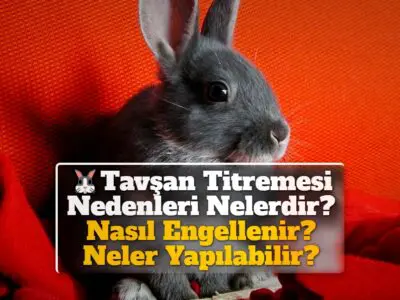 Tavşan Titremesi Nedenleri Nelerdir? Nasıl Engellenir? Neler Yapılabilir?