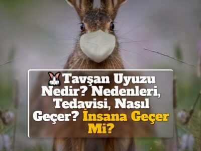 Tavşan Uyuzu Nedir? Nedenleri, Tedavisi, Nasıl Geçer? İnsana Geçer Mi?