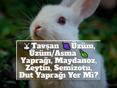 Tavşan Üzüm, Üzüm/Asma Yaprağı, Maydanoz, Zeytin, Semizotu, Dut Yaprağı Yer Mi?