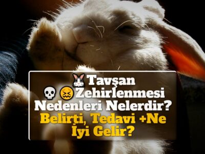 Tavşan Zehirlenmesi Nedenleri Nelerdir? Belirti, Tedavi +Ne İyi Gelir?