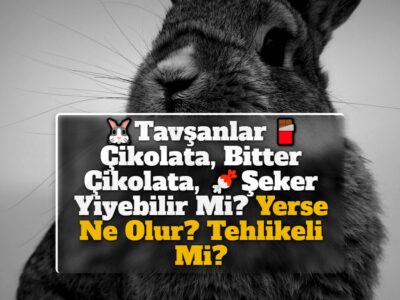 Tavşanlar Çikolata, Bitter Çikolata, Şeker Yiyebilir Mi? Yerse Ne Olur? Tehlikeli Mi?