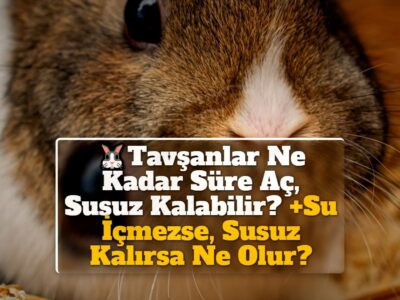 Tavşanlar Ne Kadar Süre Aç, Susuz Kalabilir? +Su İçmezse, Susuz Kalırsa Ne Olur?