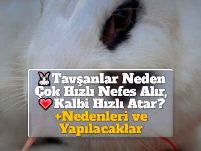 Tavşanlar Neden Çok Hızlı Nefes Alır, Kalbi Hızlı Atar? +Nedenleri ve Yapılacaklar