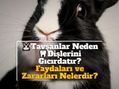 Tavşanlar Neden Dişlerini Gıcırdatır? Faydaları ve Zararları Nelerdir?