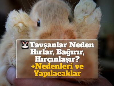 Tavşanlar Neden Hırlar, Bağırır, Hırçınlaşır? +Nedenleri ve Yapılacaklar