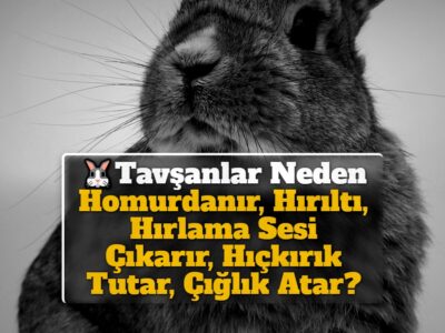 Tavşanlar Neden Homurdanır, Hırıltı, Hırlama Sesi Çıkarır, Hıçkırık Tutar, Çığlık Atar?