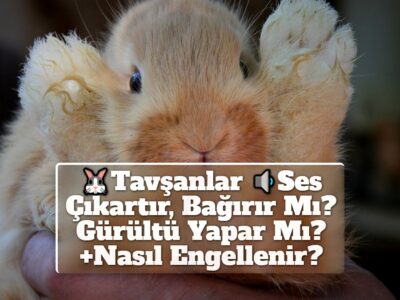 Tavşanlar Ses Çıkartır, Bağırır Mı? Gürültü Yapar Mı? +Nasıl Engellenir?