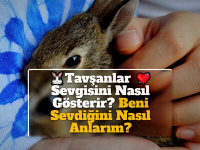 Tavşanlar Sevgisini Nasıl Gösterir? Beni Sevdiğini Nasıl Anlarım?