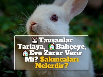 Tavşanlar Tarlaya, Bahçeye, Eve Zarar Verir Mi? Sakıncaları Nelerdir?