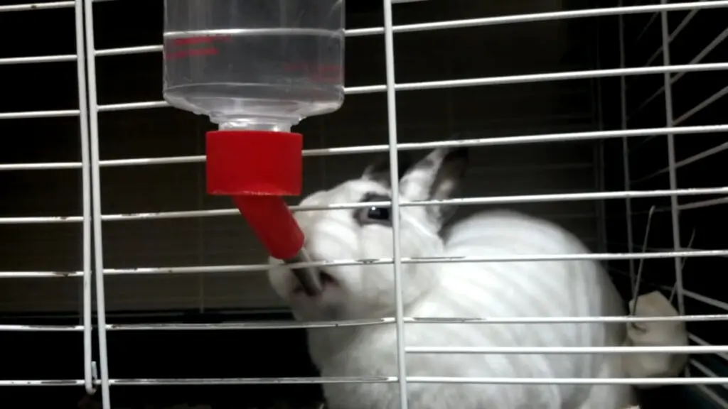 Tavşanlara Su Nasıl Verilir? Su Kabı Nasıl Olmalıdır? +Suyun Derecesi