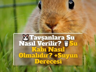 Tavşanlara Su Nasıl Verilir? Su Kabı Nasıl Olmalıdır? +Suyun Derecesi