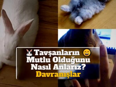 Tavşanların Mutlu Olduğunu Nasıl Anlarız? Davranışlar