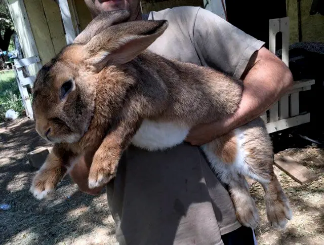 Velikan Tavşanı Nedir? +Fiziksel Ve Karakter Özellikleri, Kaç Tane Doğurur? +Fotoğraflar