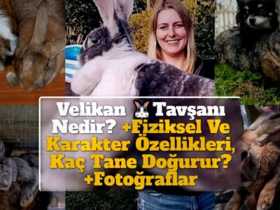 Velikan Tavşanı Nedir? +Fiziksel Ve Karakter Özellikleri, Kaç Tane Doğurur? +Fotoğraflar