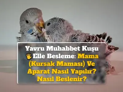 Yavru Muhabbet Kuşu Elle Besleme: Mama (Kursak Maması) Ve Aparat Nasıl Yapılır? Nasıl Beslenir?