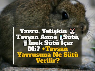 Yavru, Yetişkin Tavşan Anne Sütü, İnek Sütü İçer Mi? +Tavşan Yavrusuna Ne Sütü Verilir?